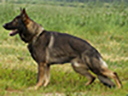 Small picture of Allemandrus Fero
